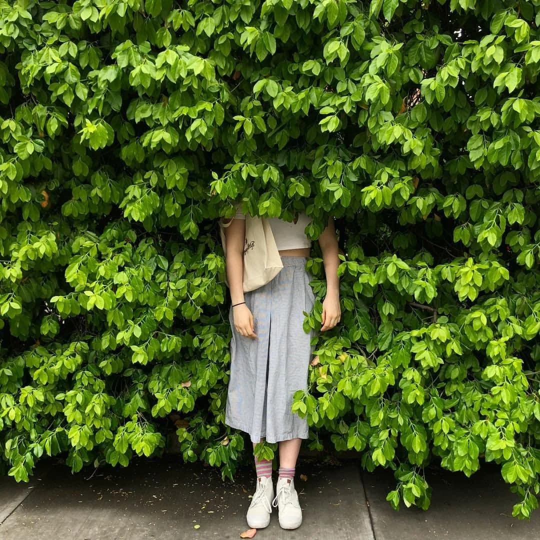 A wall of green plants.
